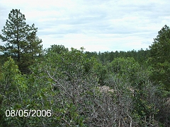 Hidden Forest 006